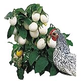 Park Seed Easter Egg Plant Seeds photo / $7.95