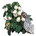 photo Park Seed Easter Egg Plant Seeds