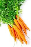 Semillas de zanahoria temprana - Daucus carota foto / 3,99 €