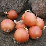 Onion Seeds - Talon Organic - 250 Seeds photo / $5.99 ($0.02 / Count)