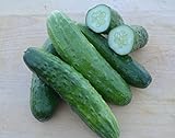Cucumber Seeds- Straight Eight Heirloom- 100+ Seeds photo / $4.29