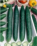 Burpless #26 Hybrid Cucumber Seeds - Cucumis Sativus - 0.5 Grams - Approx 18 Gardening Seeds - Vegetable Garden Seed photo / $2.99