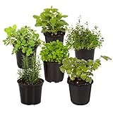 Live Aromatic and Edible Herb Assortment (Lavender, Rosemary, Lemon Balm, Mint, Sage, Other Assorted Herbs), 6 Plants Per Pack photo / $28.11 ($4.68 / Count)