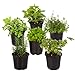 photo Live Aromatic and Edible Herb Assortment (Lavender, Rosemary, Lemon Balm, Mint, Sage, Other Assorted Herbs), 6 Plants Per Pack