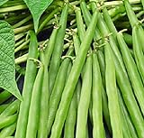 25 Greencrop Bush Bean Seeds | Non-GMO | Heirloom | Instant Latch Fresh Garden Seeds photo / $5.95