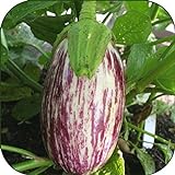 100 - Graines:. Listada de Gandia Aubergine Seeds - Striping Violet sur Le Blanc y !! photo / 6,99 €