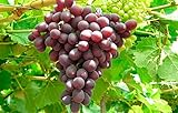 1 Ruby Red Seedless Live Grape Plant - 1-2 Year Old - Pruned & Ready for Planting photo / $15.95