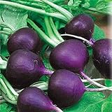 Seeds Radish Purple Rare 20 Days Vegetable for Planting Non GMO photo / $8.99