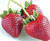 zellajake Fresh Delicious Strawberries 400+ Seeds (Fragaria x ananassa) photo / $7.99