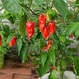 Ghost Pepper Seeds for Planting, Bhut Jolokia, 25 Seeds, by TKE Farms & Gardens, Instructions Included photo / $3.99 ($0.16 / Count)