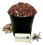 Fat Plants San Diego Premium Cacti and Succulent Soil with Nutrients photo / $22.99