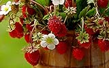 KIRA SEEDS - Alpine Strawberry Regina - Everbearing Fruits for Planting - GMO Free photo / $6.96 ($0.07 / Count)