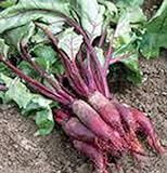 Beets, Cylindra, Heirloom, 100 Seeds, Tender N Sweet, Cylindrical Shape photo / $2.99 ($0.03 / Count)