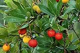 50+ Strawberry Tree Seeds - Arbutus unedo - Non-GMO Seeds, Grown and Shipped from Iowa. Made in USA photo / $9.98