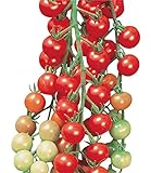 Burpee Super Sweet 100' Hybrid Cherry Tomato, 50 Seeds photo / $7.67