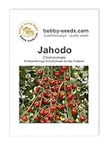 Tomatensamen Jahodo, Cherrytomate Portion foto / 1,95 €