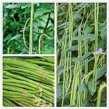 Long Bean Seeds 30g Snake Yard-Long Asparagus Bean Red Noodle Pole Bean Garden Vegetable Green Fresh Chinese Seeds for Planting Outside Door Cooking Dish Taste Sweet Delicious photo / $9.99 ($9.44 / Ounce)