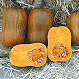 Honeynut Squash Seeds - Grow from The Same Seeds As Farmers - Packaged and Sold by Harris Seeds / Garden Trends - Harris Seeds: Supplying Growers Since 1879 - USDA Certified Organic - 50 Seeds photo / $7.20