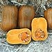 photo Honeynut Squash Seeds - Grow from The Same Seeds As Farmers - Packaged and Sold by Harris Seeds / Garden Trends - Harris Seeds: Supplying Growers Since 1879 - USDA Certified Organic - 50 Seeds
