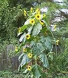 15 Seeds (BTL) King Kong Sunflower photo / $20.00