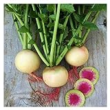 Watermelon Radish Seeds | Heirloom & Non-GMO Vegetable Seeds | Radish Seeds for Planting Home Outdoor Gardens | Planting Instructions Included with Each Packet photo / $6.95