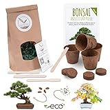 Bonsai Kit incl. eBook GRATUITO - Set con macetas de coco, semillas y tierra - idea de regalo sostenible para los amantes de las plantas (Pino Piñonero + Árbol del Ámbar) foto / 16,90 €