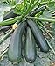 photo Seeds Squash Zucchini Light Green Heirloom Vegetable for Planting Non GMO