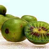 Hardy Kiwi Seeds (Actinidia arguta) 20+ Rare Cold-Tolerant Tropical Fruit Seeds in FROZEN SEED CAPSULES for The Gardener & Rare Seeds Collector - Plant Seeds Now or Save Seeds for Years photo / $14.95