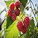 photo Polka Raspberry - 5 Red Raspberry Plants - Everbearing - Organic Grown -