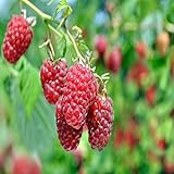 Boyne Raspberry - 5 Golden Raspberry Plants - Everbearing - Organic Grown - photo / $54.95