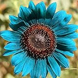 50 Stück Sonnenblumenkerne zum Pflanzen, Pflanzen im Frühling Sonnenschein bevorzugen blaue Blume Umweltfreundliche Sonnenblumenkerne für Küche, Garten und Balkon – Sonnenblumenkerne foto / 2,89 €