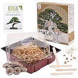 Bonsai Kit incl. eBook GRATUITO - Set de plantas con mini invernadero, semillas y suelo - idea de regalo sostenible para los amantes de las plantas (Semillas: Olivo + Pino Australiano) foto / 19,90 €