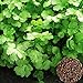 foto Voldrew Semillas de cilantro, 50pcs Semillas de cilantro No-GMO Anual anual de hierbas rápidas de crecimiento rápido para exteriores Semillas