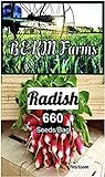 Over 660 Radish Seeds for Planting-3 Grams of Heirloom & Non-GMO Seeds with Instructions to Plant The Perfect Kitchen Herb Garden, Indoor Or Outdoor. Great Gardening Gift. Microgreens. by B&KM Farms photo / $4.49 ($0.01 / Count)