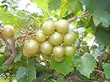 Pixies Gardens Tara Muscadine Grape Vine Shrub Live Fruit Plant for Planting - Bronze Colored Quality Fruit On Fast Growing (1 Gallon - Set of 2 Potted) photo / $54.99 ($27.50 / Count)