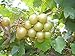 photo Pixies Gardens Tara Muscadine Grape Vine Shrub Live Fruit Plant for Planting - Bronze Colored Quality Fruit On Fast Growing (1 Gallon - Set of 2 Potted)