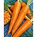 photo Sow No GMO Carrot Danvers 126 Non GMO Heirloom Sweet Crunchy Vegetable 100 Seeds