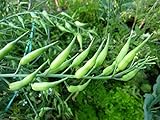 Rat-Tailed Radish Seeds - An Extremely Old Heirloom Variety,From Eastern Asia.(200 Seeds) photo / $8.83