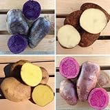 (1 Pound) Color Mix Seed Potato Mix, Speciality Potato, Blue, Red, Yellow, White, Excellent photo / $6.90 ($6.90 / Pound)