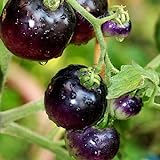 Tomato Schwarze ''Black Pirat'' 25 x Samen aus Portugal 100% Natursamen ohne chemische Anzuchthilfen oder Gentechnik foto / 2,99 € (299,00 € / kg)