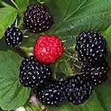 Black Raspberry Bush Seeds! SWEET DELICIOUS FRUIT! COMB. photo / $3.49