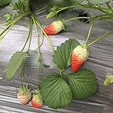 Heirloom Red Strawberry 200+ Seeds photo / $7.50 ($0.04 / Count)