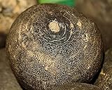 Graines Radis noir gros rond d'hiver- sachet d'environ 700 graines - Raphanus/sativus/Brassicaceae - Graines de style photo / 3,99 € (399,00 € / kg)