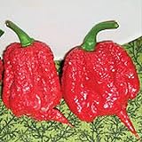 Carolina Reaper Hot Peppers (Red) World's Hottest Pepper Seeds (20+ Seeds) | Non GMO | Vegetable Fruit Herb Flower Seeds for Planting | Home Garden Greenhouse Pack photo / $6.69 ($0.33 / Count)