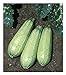 photo David's Garden Seeds Zucchini Tender Grey 5312 (Green) 50 Non-GMO, Heirloom Seeds