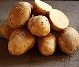 Golden Yukon Nuggets Heirloom Potato Seed 3lbs Virus Free Non GMO photo / $16.99 ($0.35 / Ounce)
