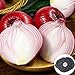foto Oce180anYLVUK Rote Zwiebelsamen, 50 Stück Beutel Rote Zwiebelsamen Köstliche Würzige Gemüsesamen Mit Roten Zwiebeln DIY Für Zu Hause Zwiebelsamen