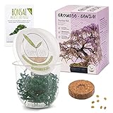 GROW2GO Bonsai Kit incl. eBook GRATUITO - Set con mini invernadero, semillas y tierra - idea de regalo sostenible para los amantes de las plantas (Wisteria) foto / 15,90 €