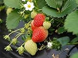 Everbearing Strawberry Seeds 200PCS Non-GMO photo / $8.99 ($0.04 / Count)