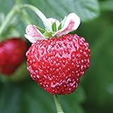 Burpee Mignonette Strawberry Seeds 125 seeds photo / $7.27 ($0.06 / Count)